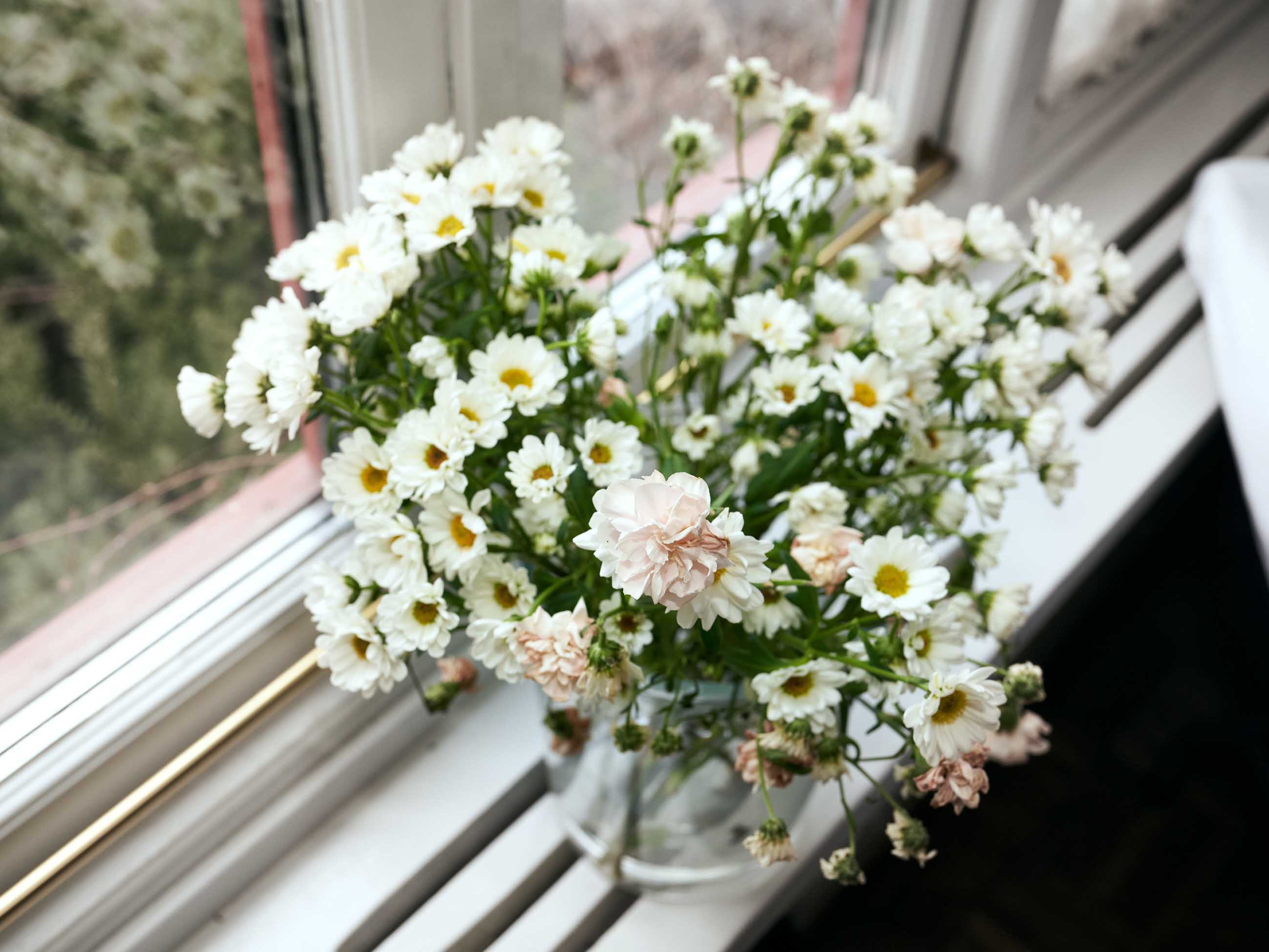 Blommor i fönster, prästkragar, midsommar och midsommarafton